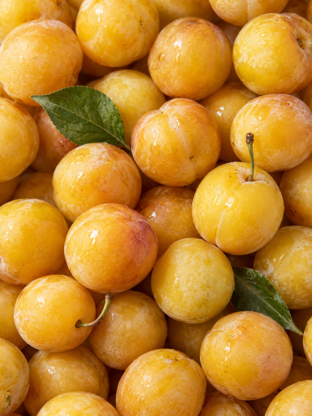 Mirabelles jaunes - Accord fruité
