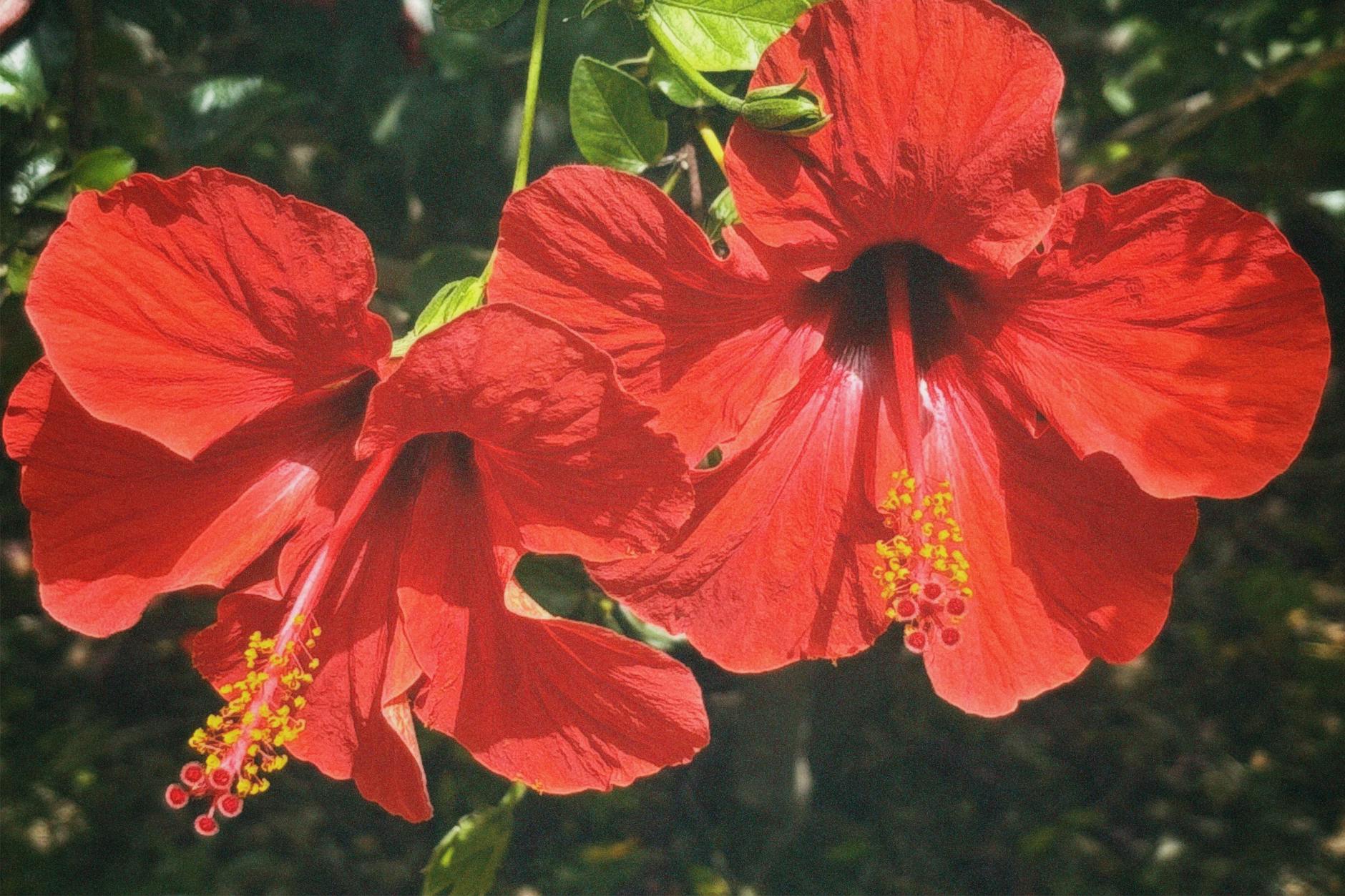Gros plan de deux fleurs d'hibiscus rouge vif sur un feuillage vert luxuriant, mettant en valeur la beauté naturelle