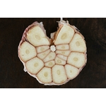 Photos gratuites de ail, aliments, ampoule