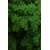 Photos gratuites de à base de plantes, agriculture, arrière-plan