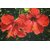 Gros plan de deux fleurs d'hibiscus rouge vif sur un feuillage vert luxuriant, mettant en valeur la beauté naturelle