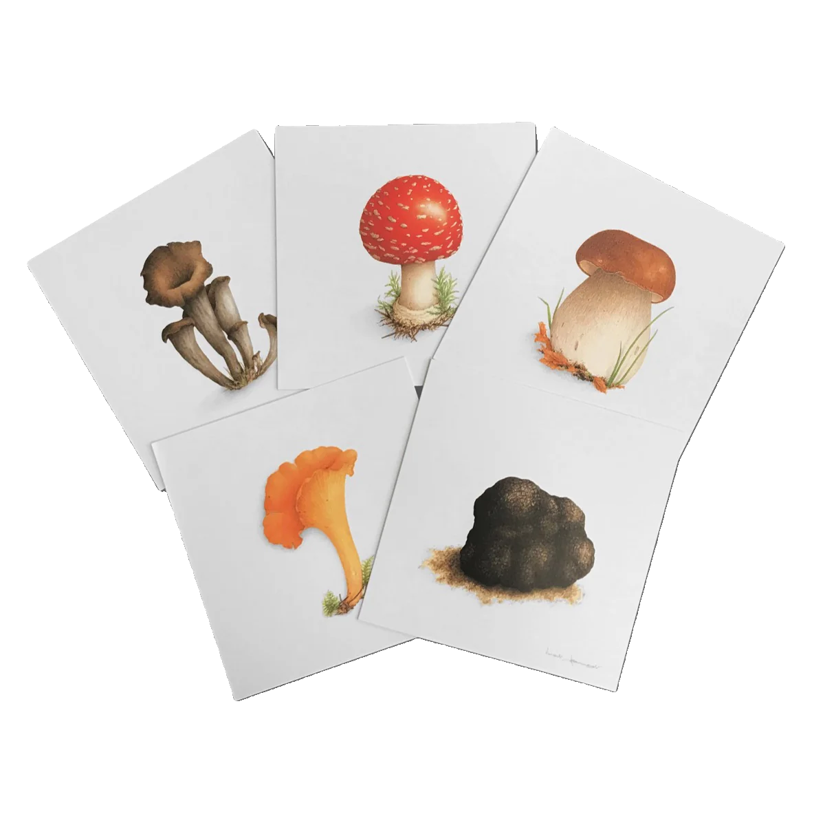 Coffret Cartes Correspondance Champignons