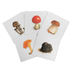 Coffret Cartes Correspondance Champignons