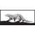 Loutre