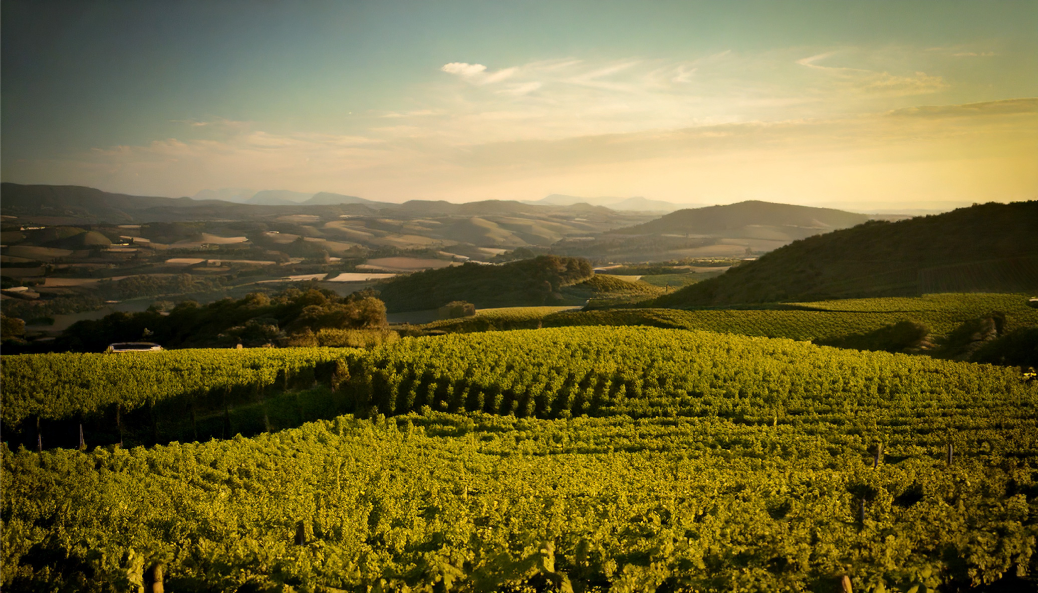 au fil de la degustation vignes