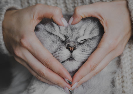 Pour animaux