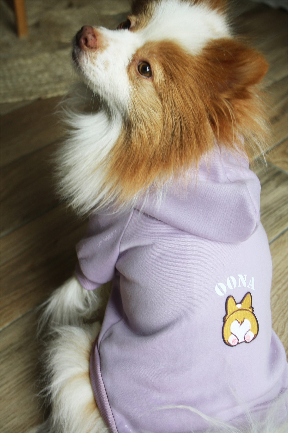 pull à capuche avec prénom pour petit chien