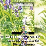 Le roitelet