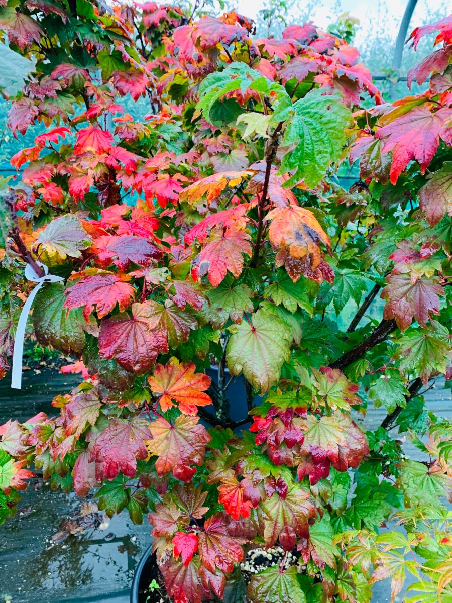 46E4A479-A3DC-448A-8590-52AE1D49F220-zoom