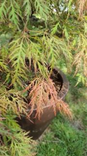a8e81205-b034-4ff5-81b9-ead834087486-Petite-zoom