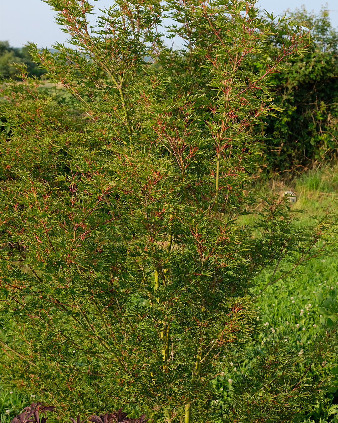 OKU 2 SITE