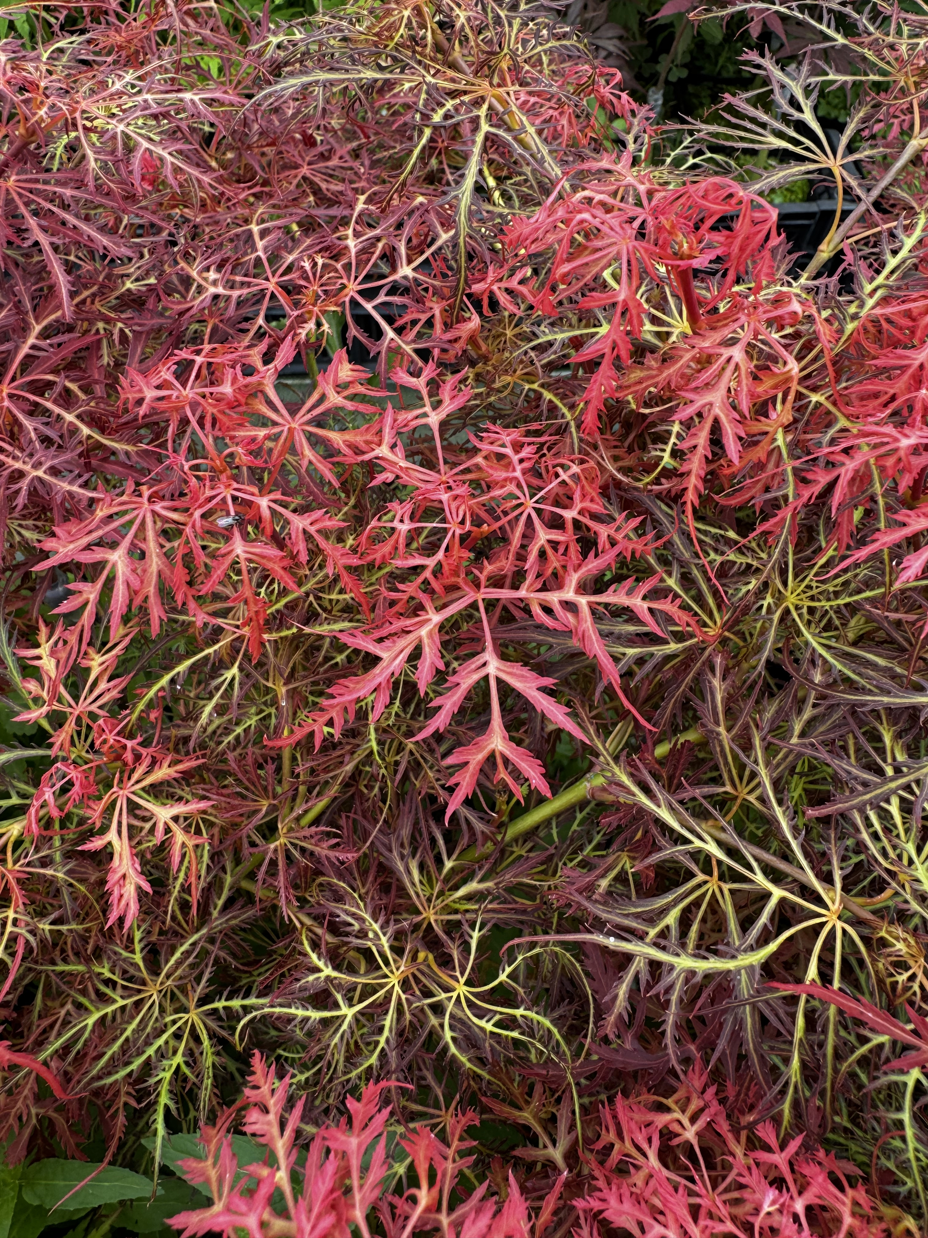 NOVAPLANTS