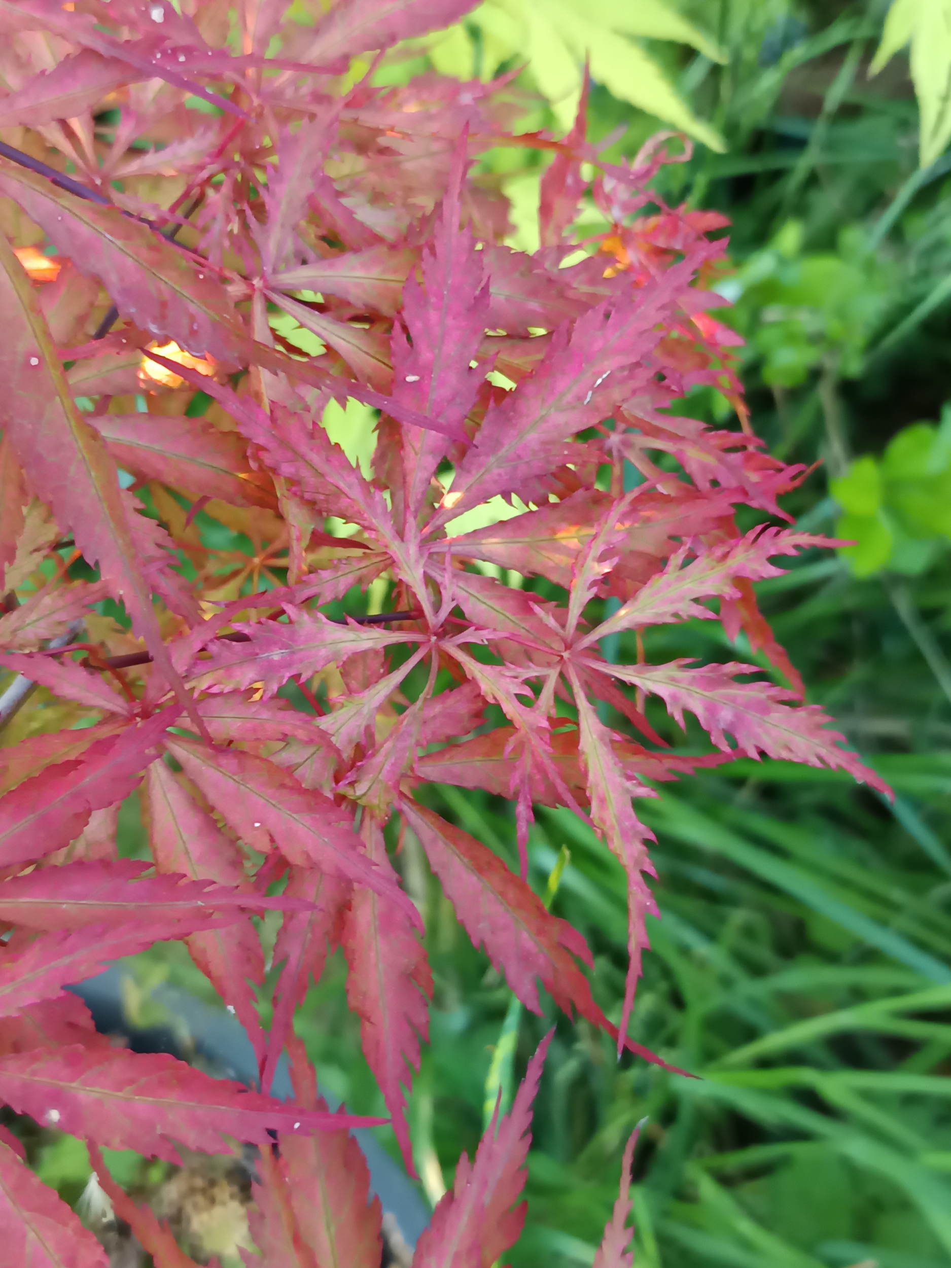 EARTH FIRE