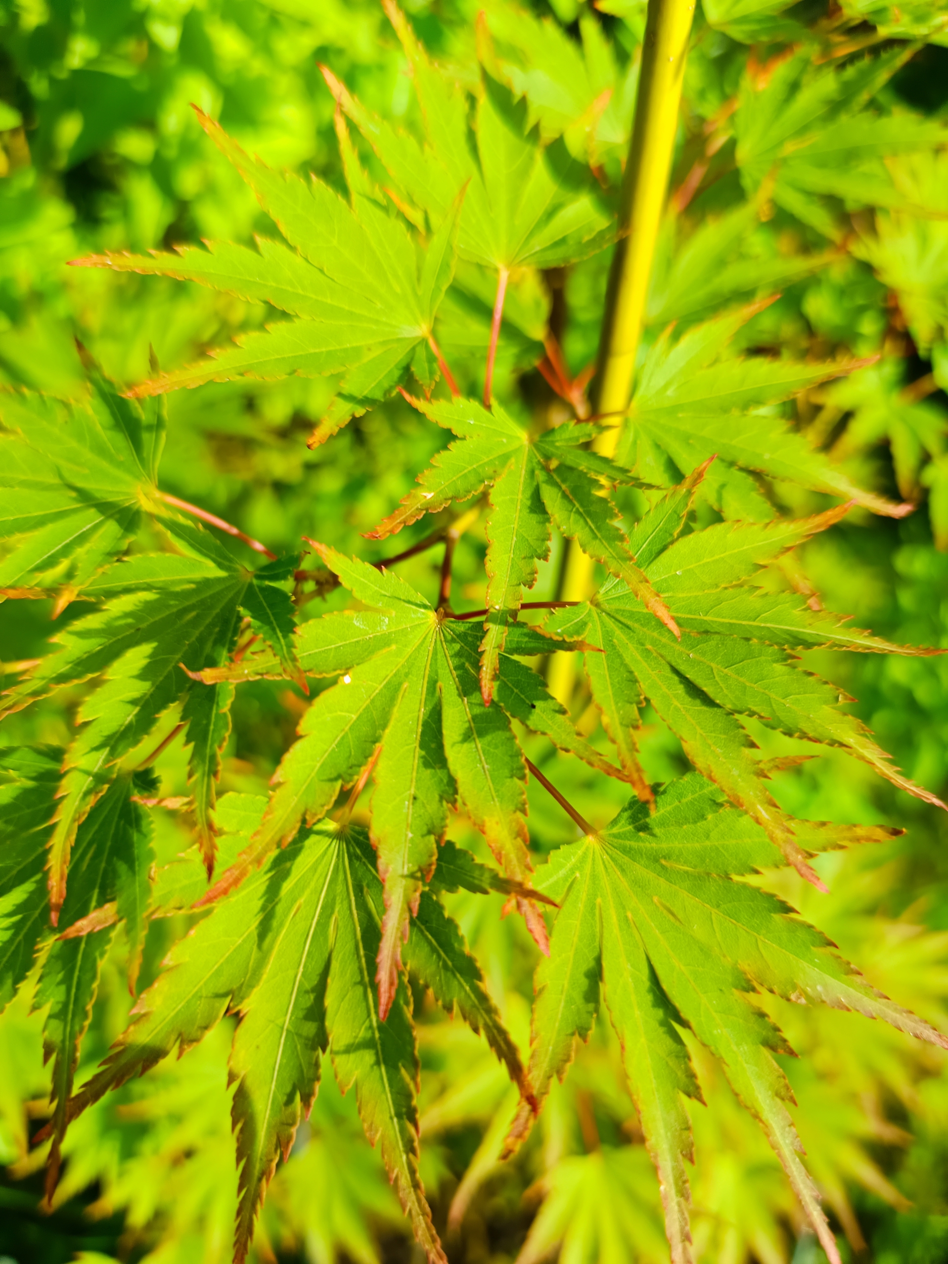 sAZANAMI