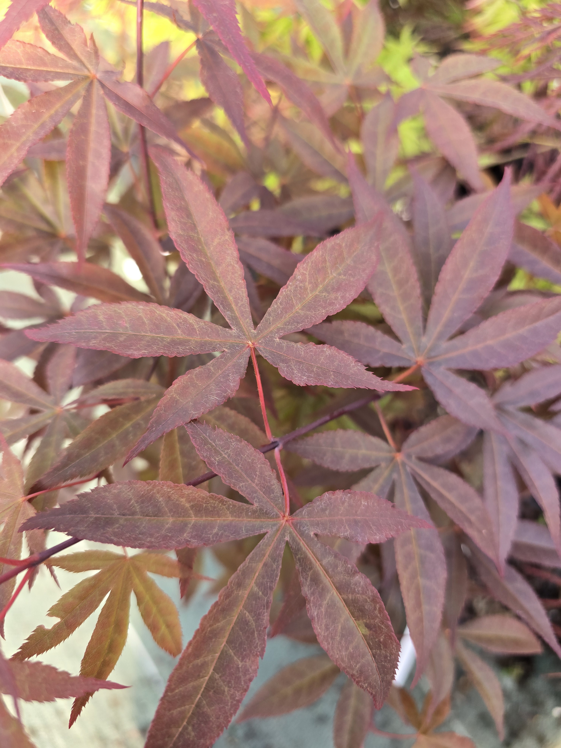 AP-HEPTALOBUM RUBRUM 1