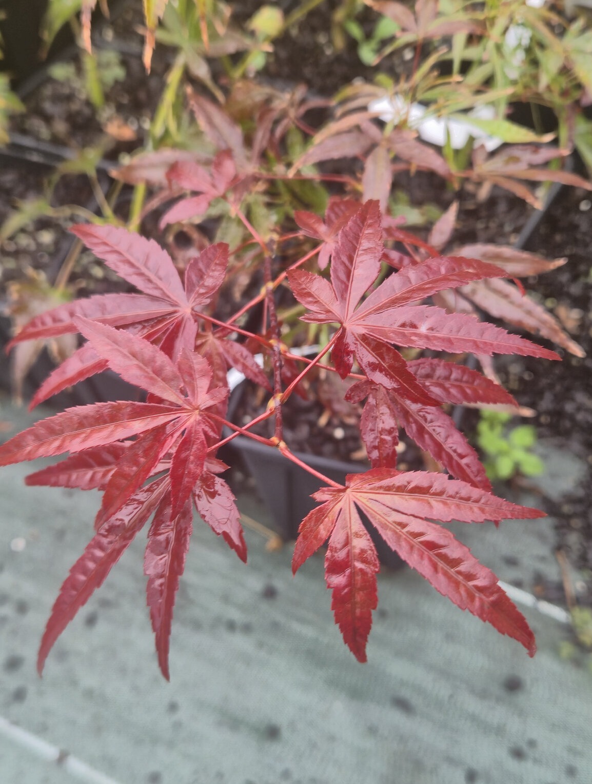 North Carolina red