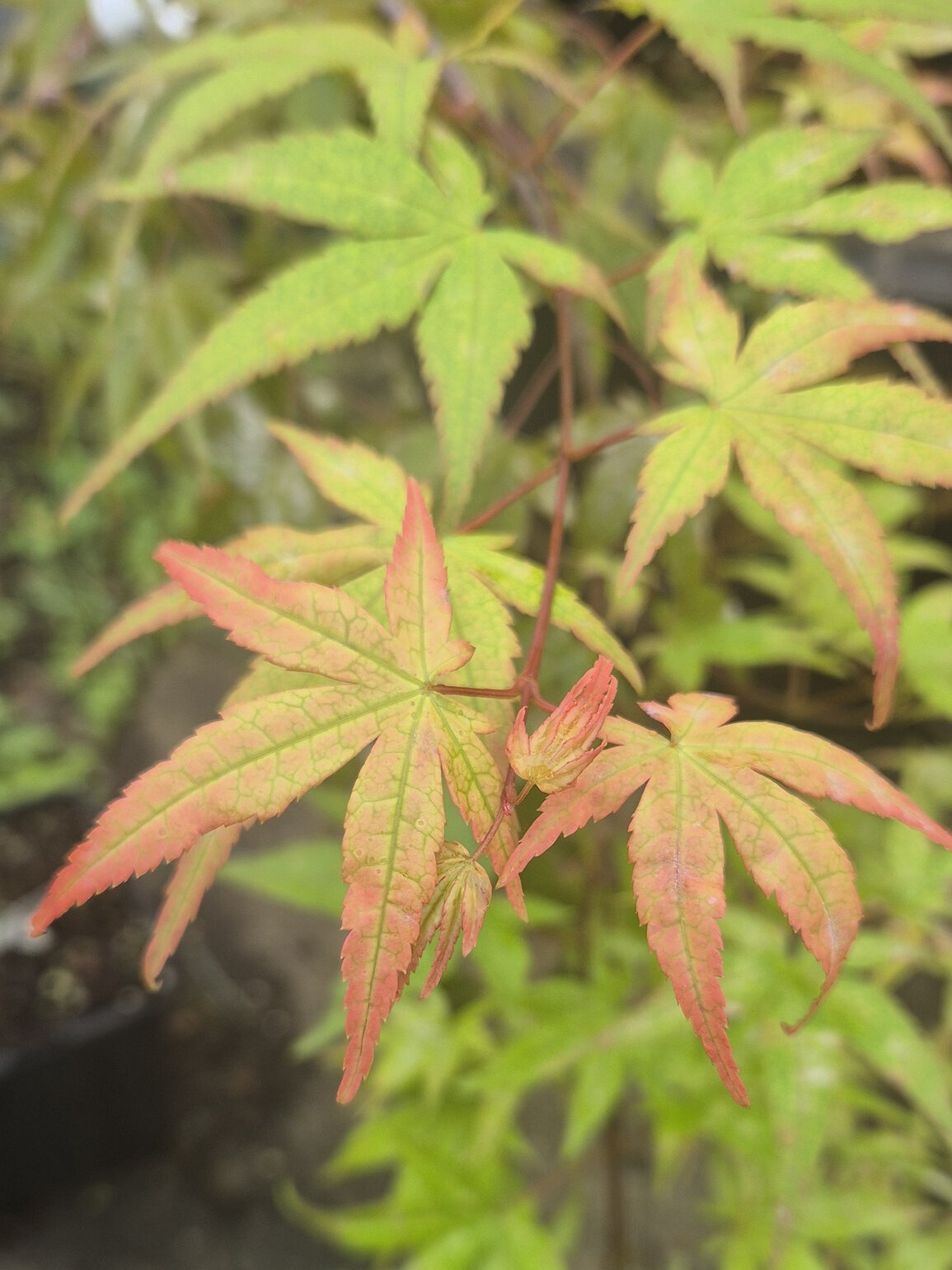cascade ruby