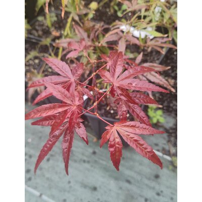 North Carolina red