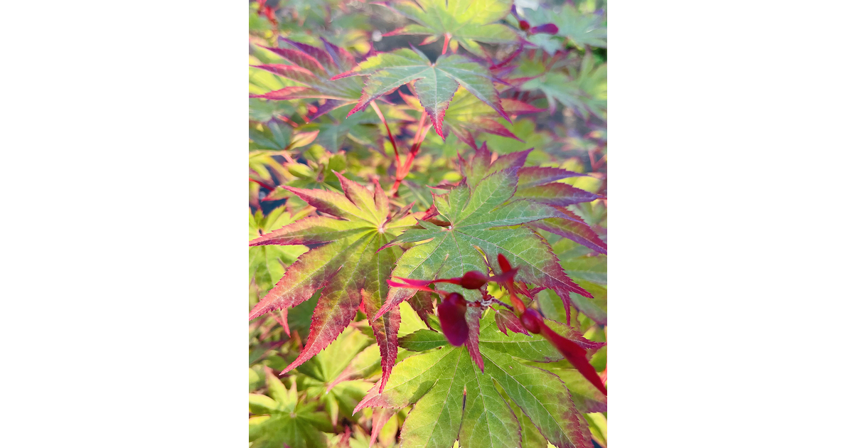 Acer Japonicum 