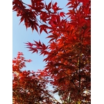 fireglow 2