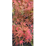 mk kaen automne