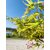 Arakawa