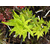 Sharp's Pygmy