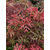 NOVAPLANTS