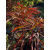 red pygmy