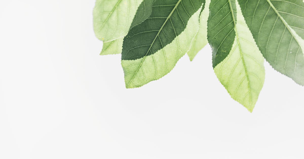 plantes a feuilles vertes