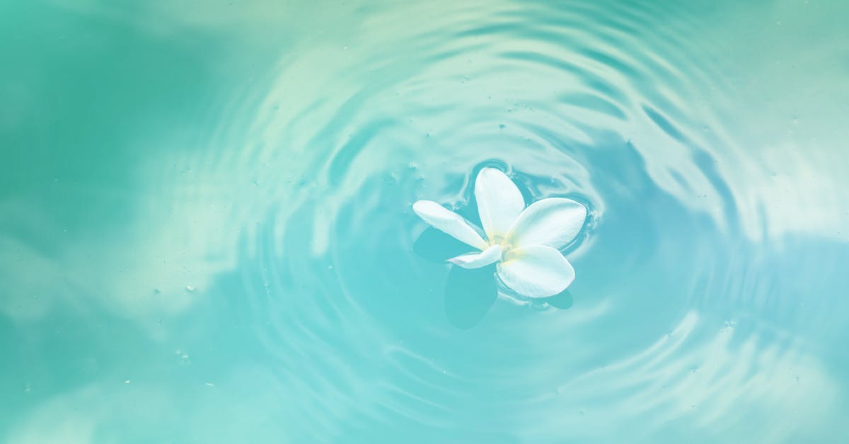 fleur de plumeria blanc sur l eau