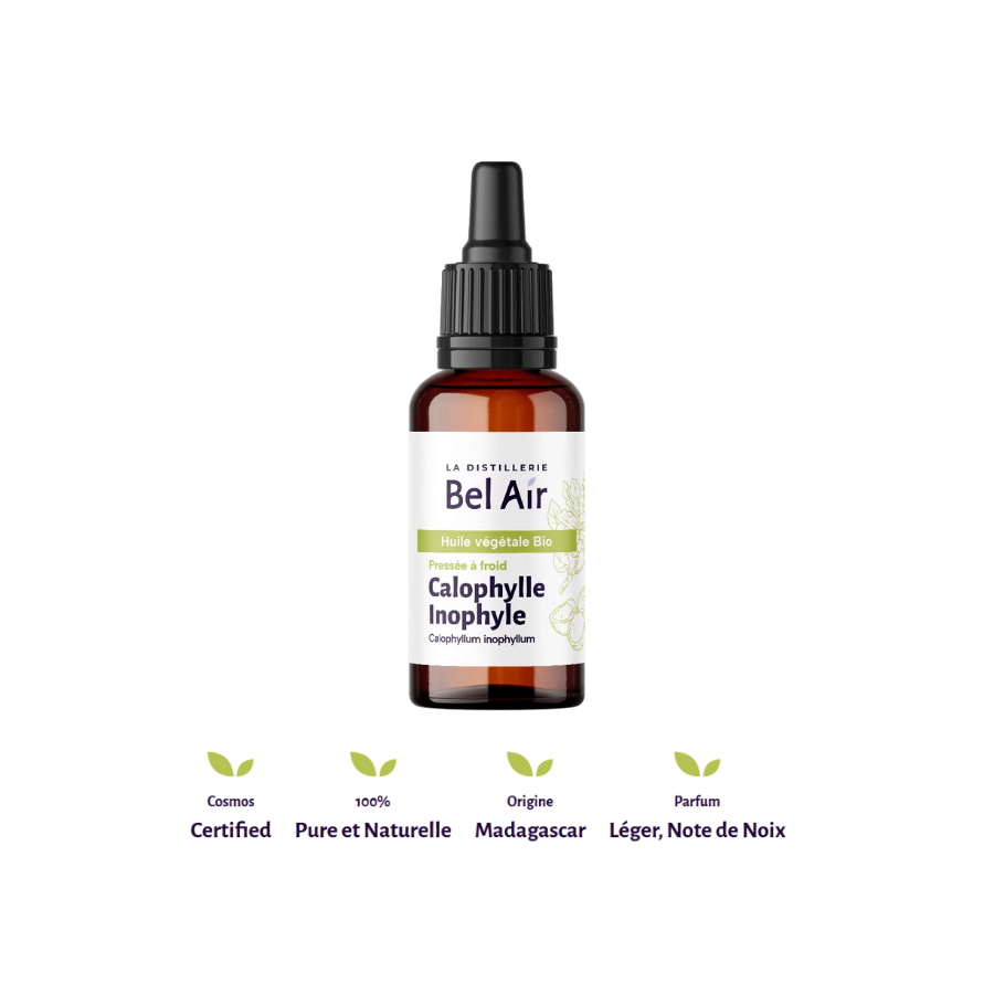 calophylle