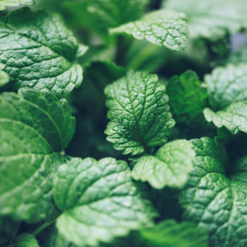 Mélisse officinale