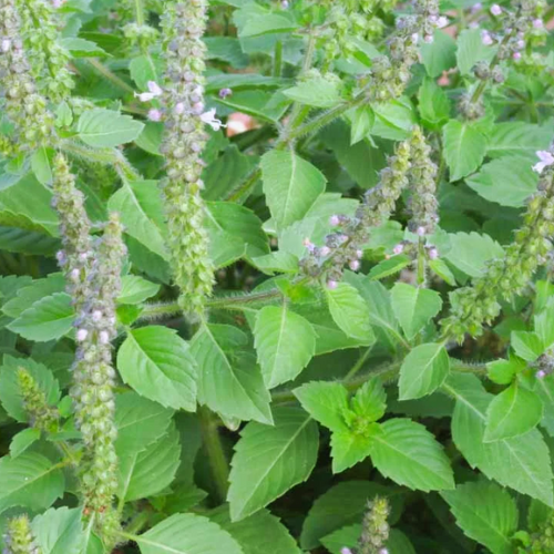 Basilic Tulsi