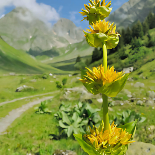 Gentiane jaune