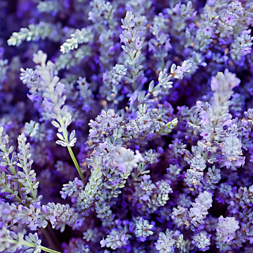 Lavande officinale