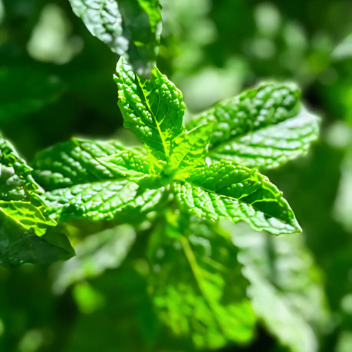 Menthe douce