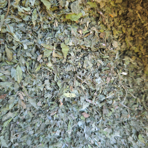 Menthe douce