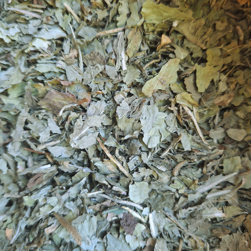 Pissenlit feuille
