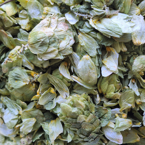 Houblon (cône)