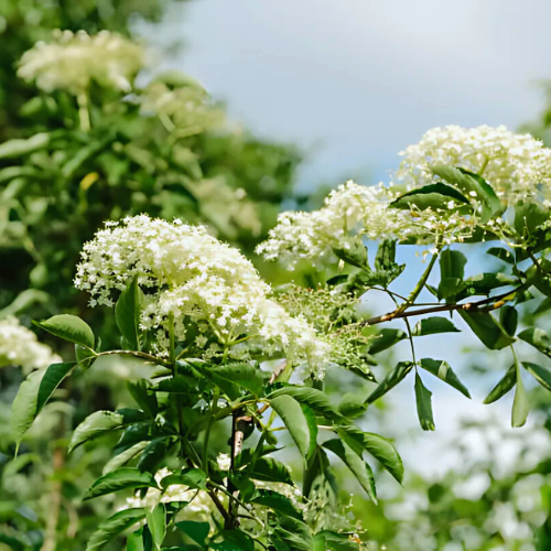 Sureau (fleurs)