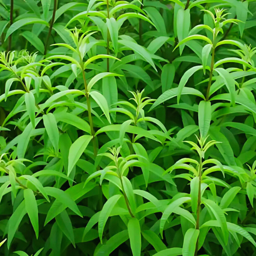 Verveine citronné