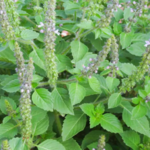 Basilic Tulsi