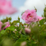 Rose de damas
