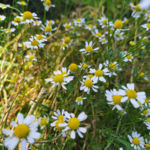Camomille matricaire 2