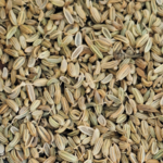 Fenouil graine sec