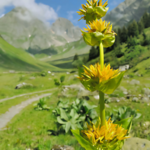 Gentiane jaune