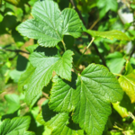 Cassis feuille