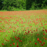 Coquelicot