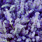 Lavande officinale